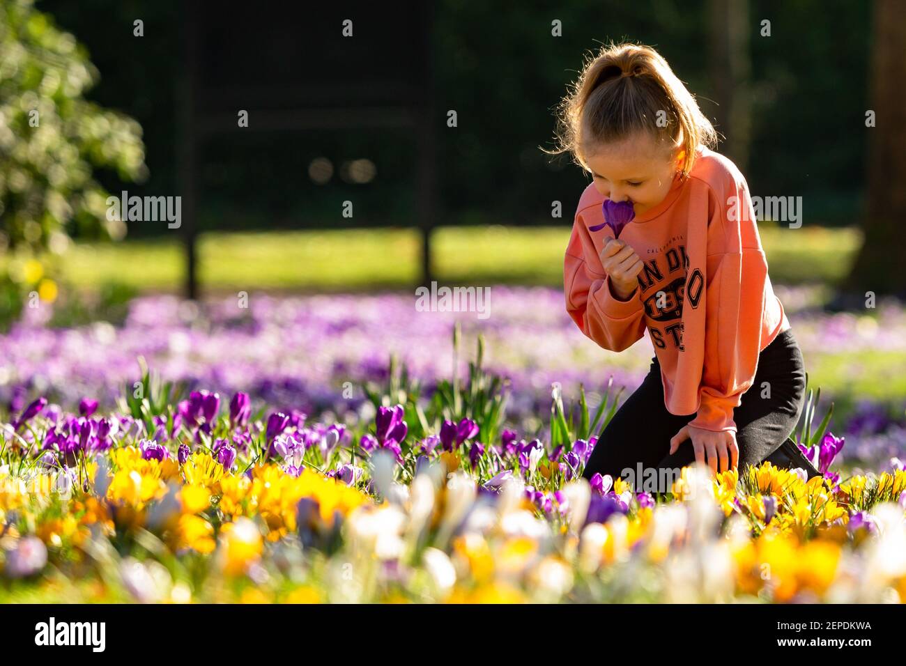 Halesowen, West Midlands, UK. 27th Feb, 2021. UK WEATHER: 8-year-old Olivia Hadlington enjoys a morning among the spring flowers in her local park in Halesowen, West Midlands on a weekend of sunny spring weather. Credit: Peter Lopeman/Alamy Live News Stock Photo