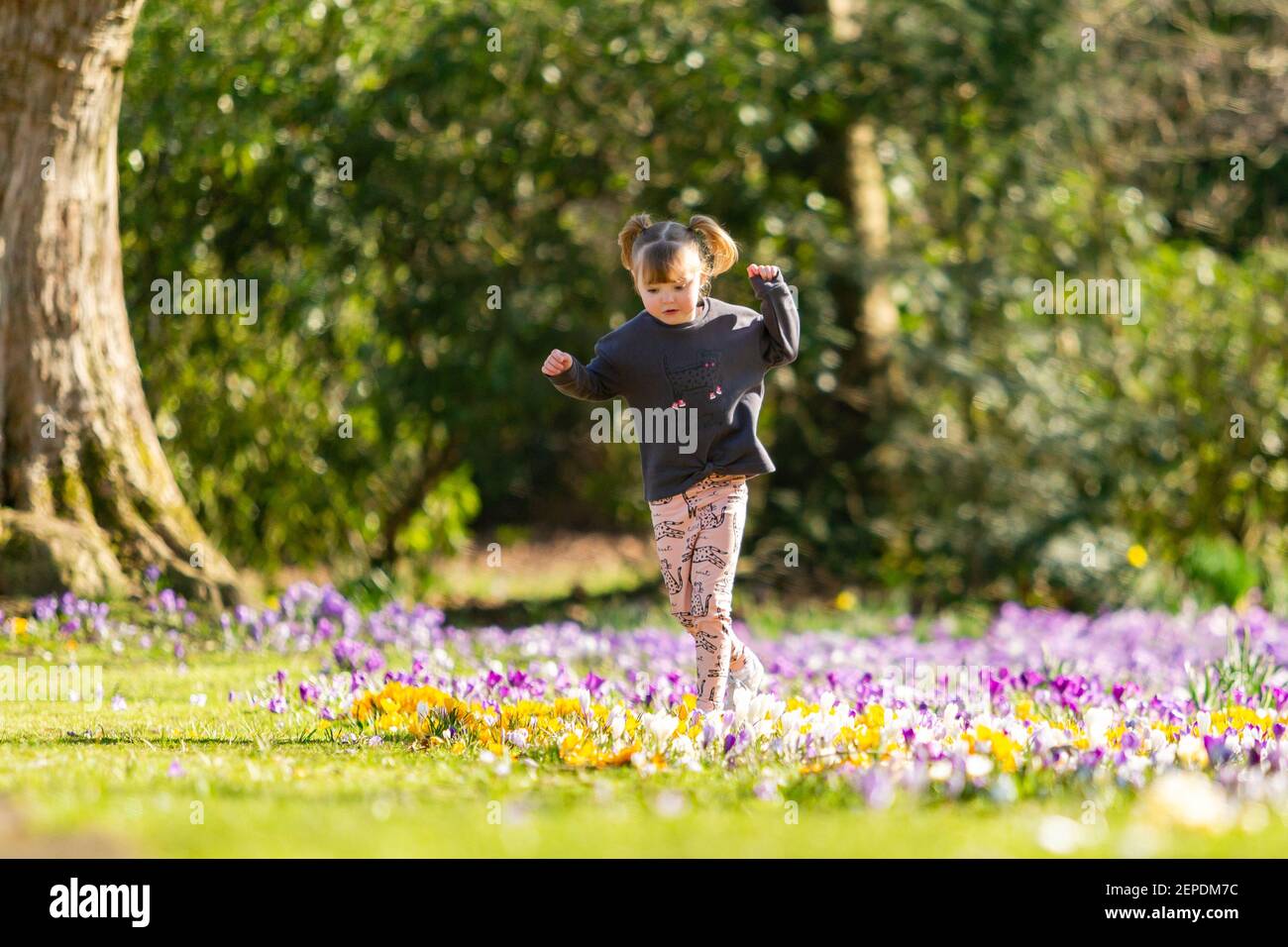 Halesowen, West Midlands, UK. 27th Feb, 2021. UK WEATHER: 4-year-old  Hermione Hadlington enjoys a morning carefully stepping among the spring  flowers in her local park in Halesowen, West Midlands on a weekend