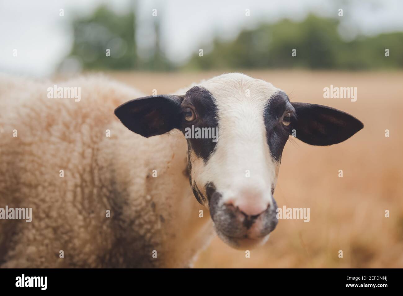 Close-up portrait of a sheep ewe in a rural French countryside farmland in the Lot Valley of France. Stock Photo