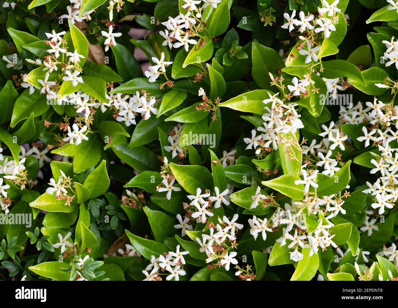 A beautiful white 'Star Jasmine' creeper wall in close up. Stock Photo