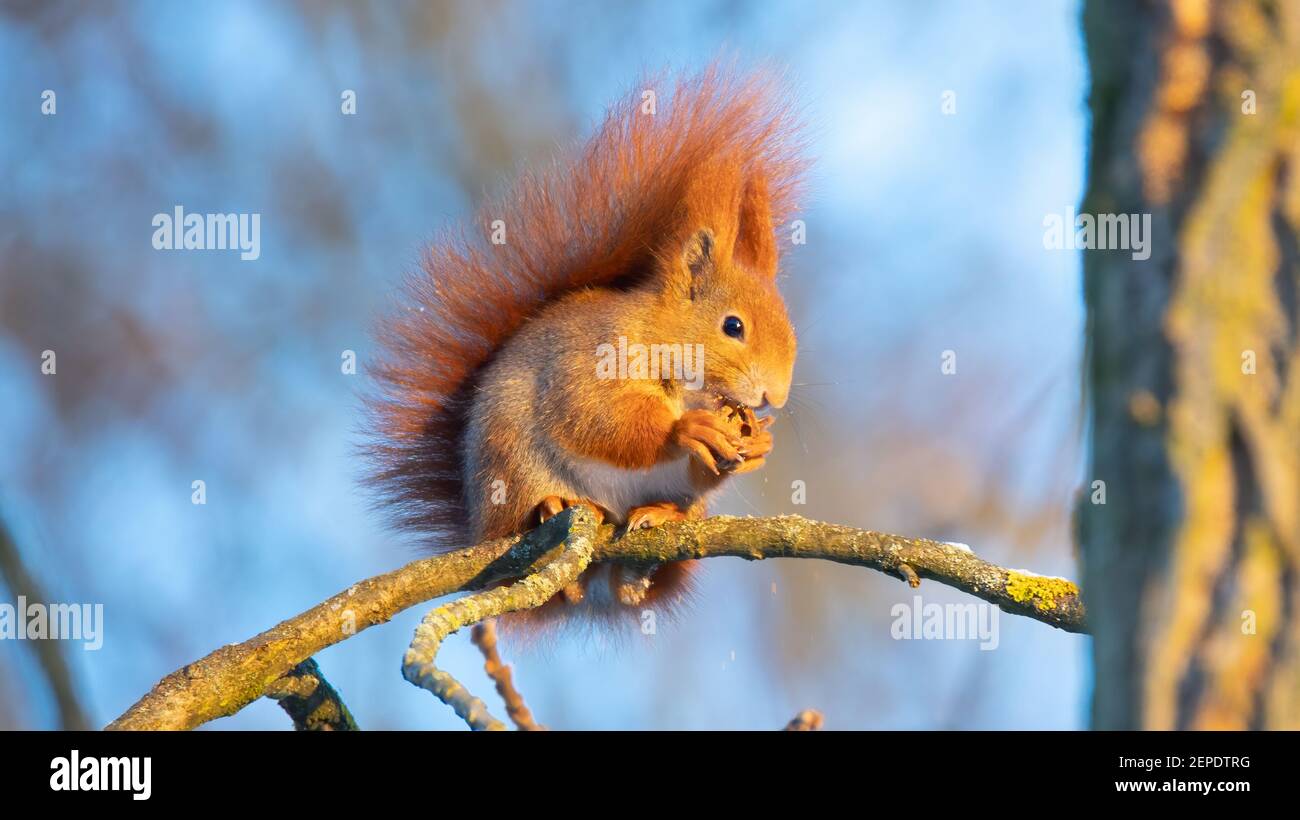 Curious squirrel on a tree bark in autumn colors, the best photo Stock ...