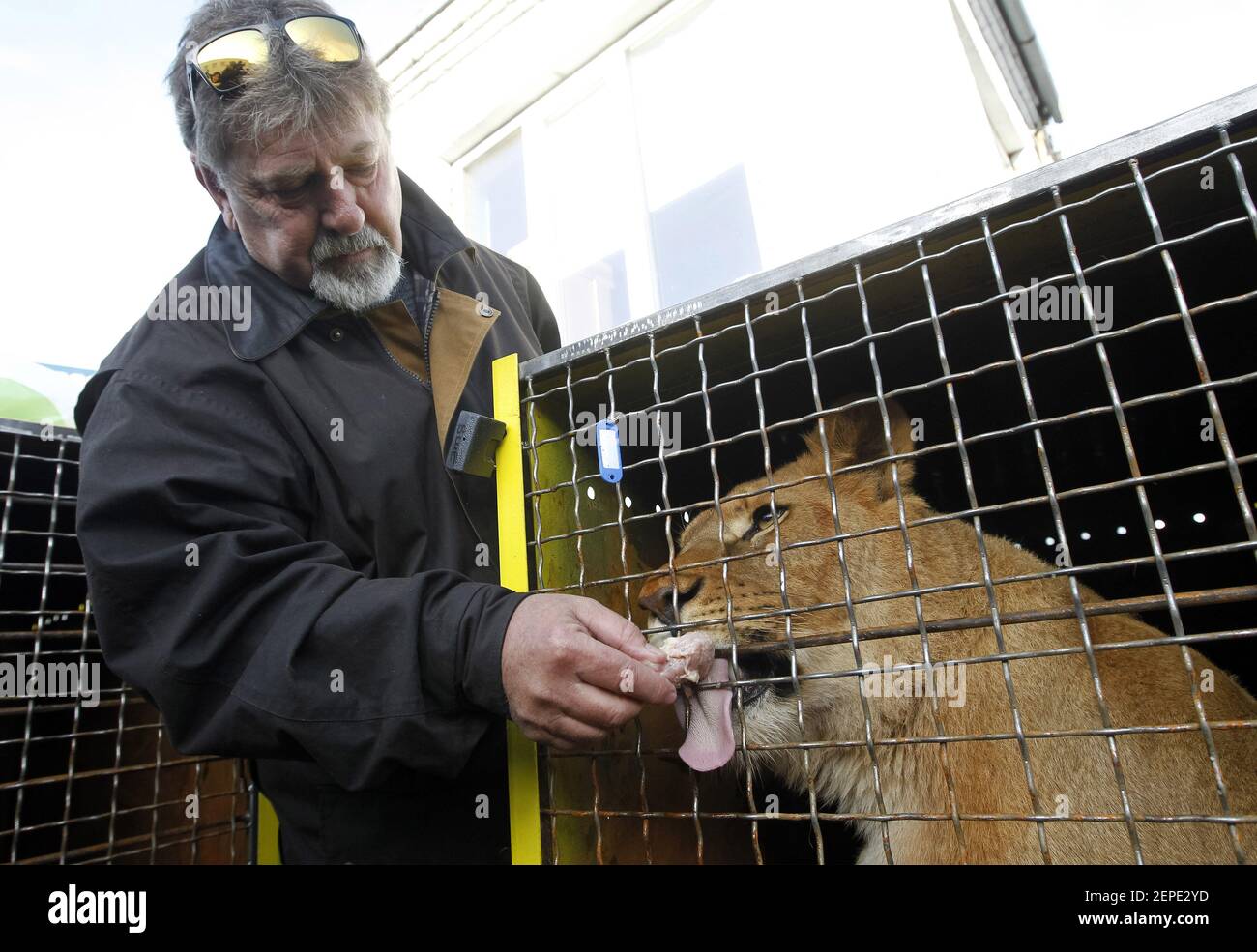 A service staff feeds a lion in a cage in a cargo terminal during their  departure to South Africa from the Boryspil Airport, not so far from Kiev.  Five lion cubs free