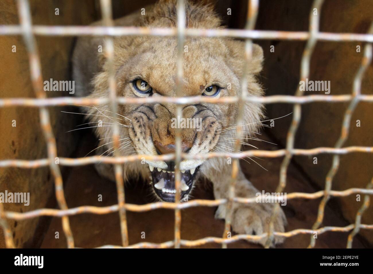 A lion cub is seen in a cargo terminal during their departure to South  Africa from the Boryspil Airport, not so far from Kiev. Five lion cubs free  hand over from Ukrainian