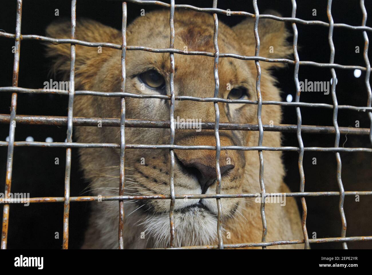 A lion cub is seen in a cargo terminal during their departure to South  Africa from the Boryspil Airport, not so far from Kiev. Five lion cubs free  hand over from Ukrainian