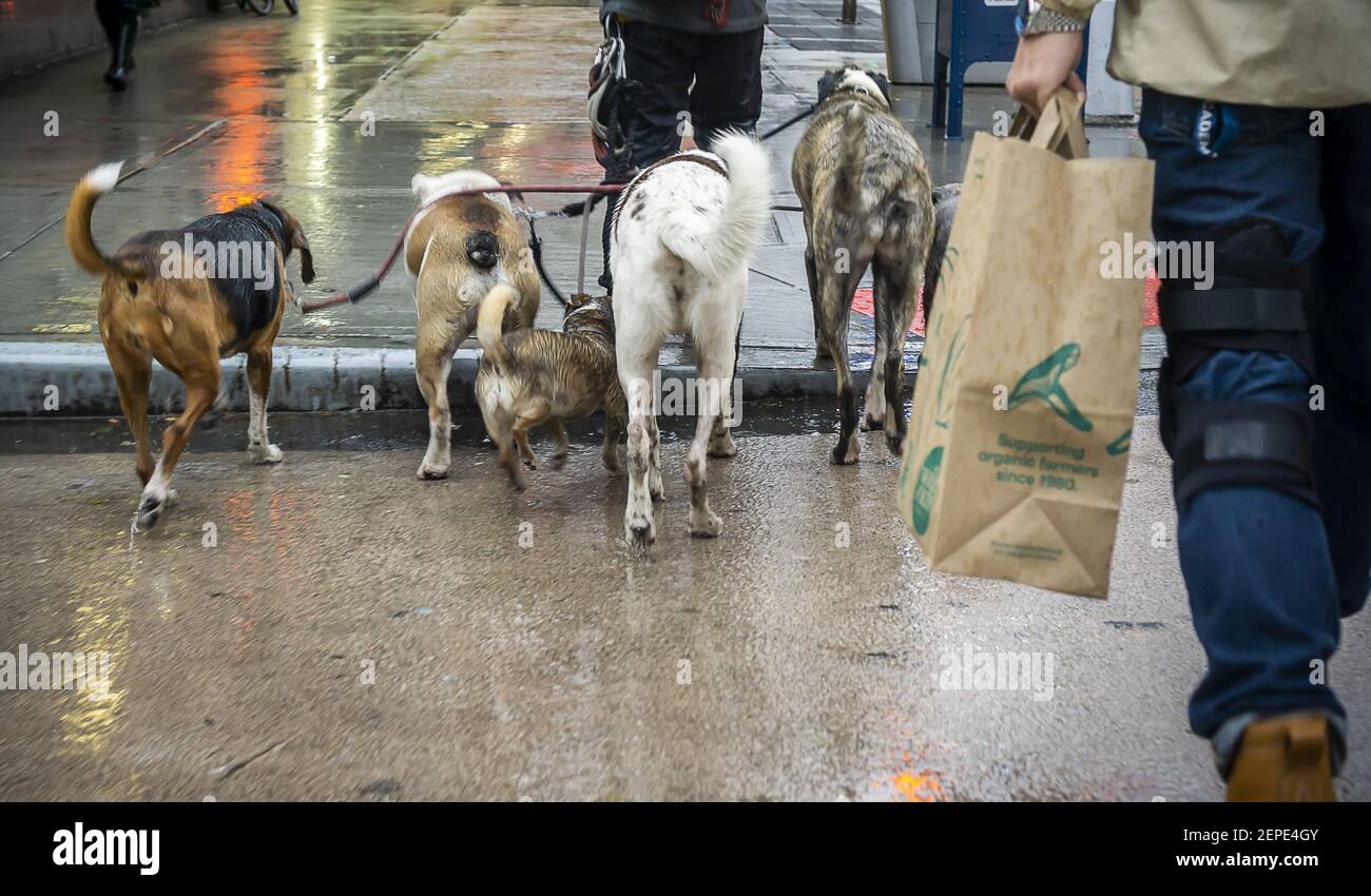 How Do You A Wag Dog Walker