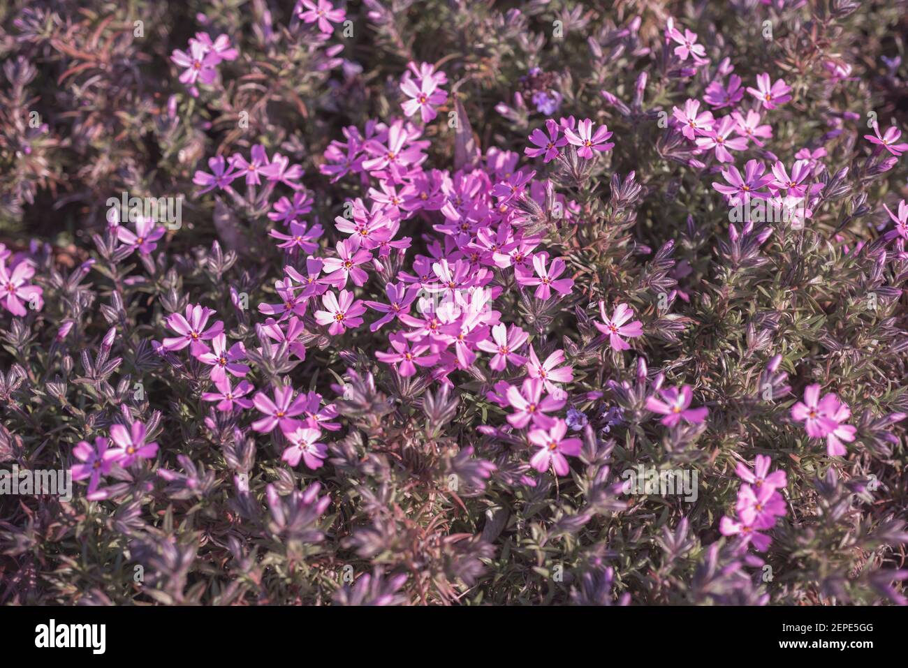 Flowers Phlox subulata bloom in the garden Stock Photo - Alamy