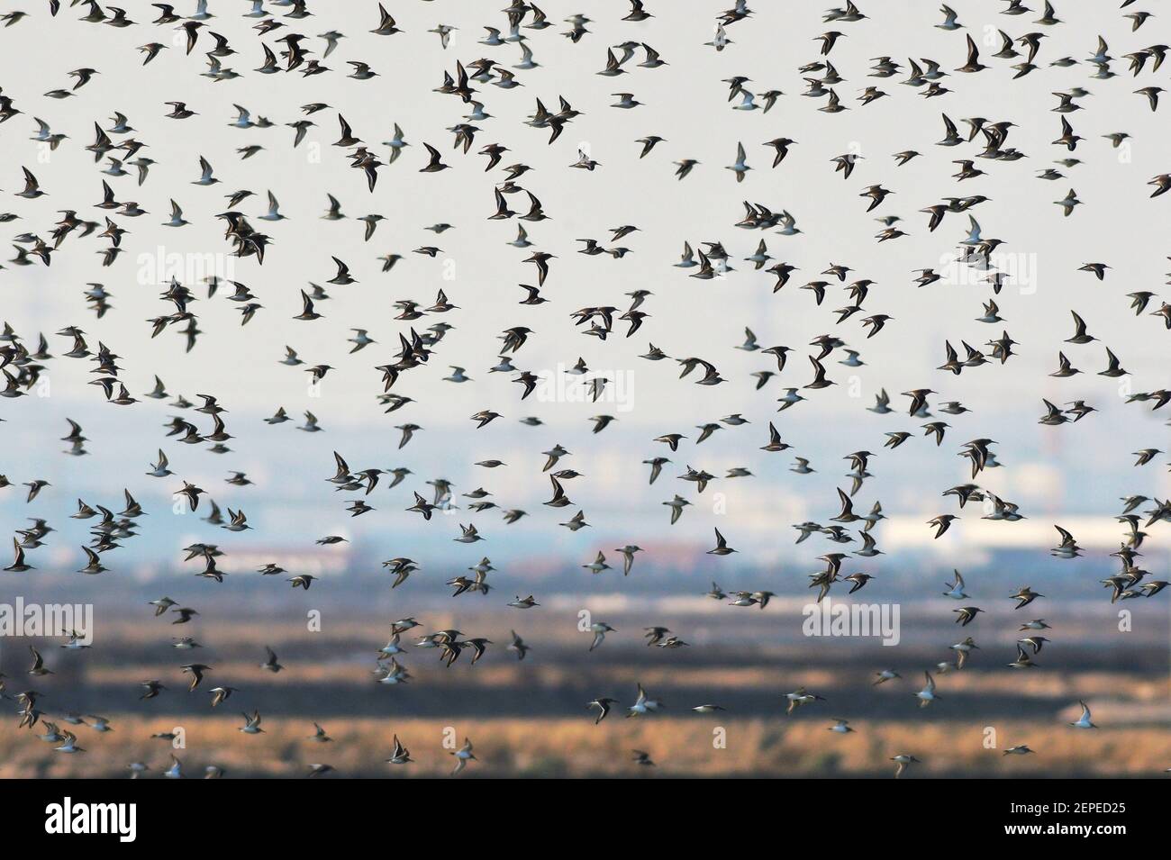 Shandong,CHINA-A flock of migratory birds migrate to the Jiaozhou bay ...