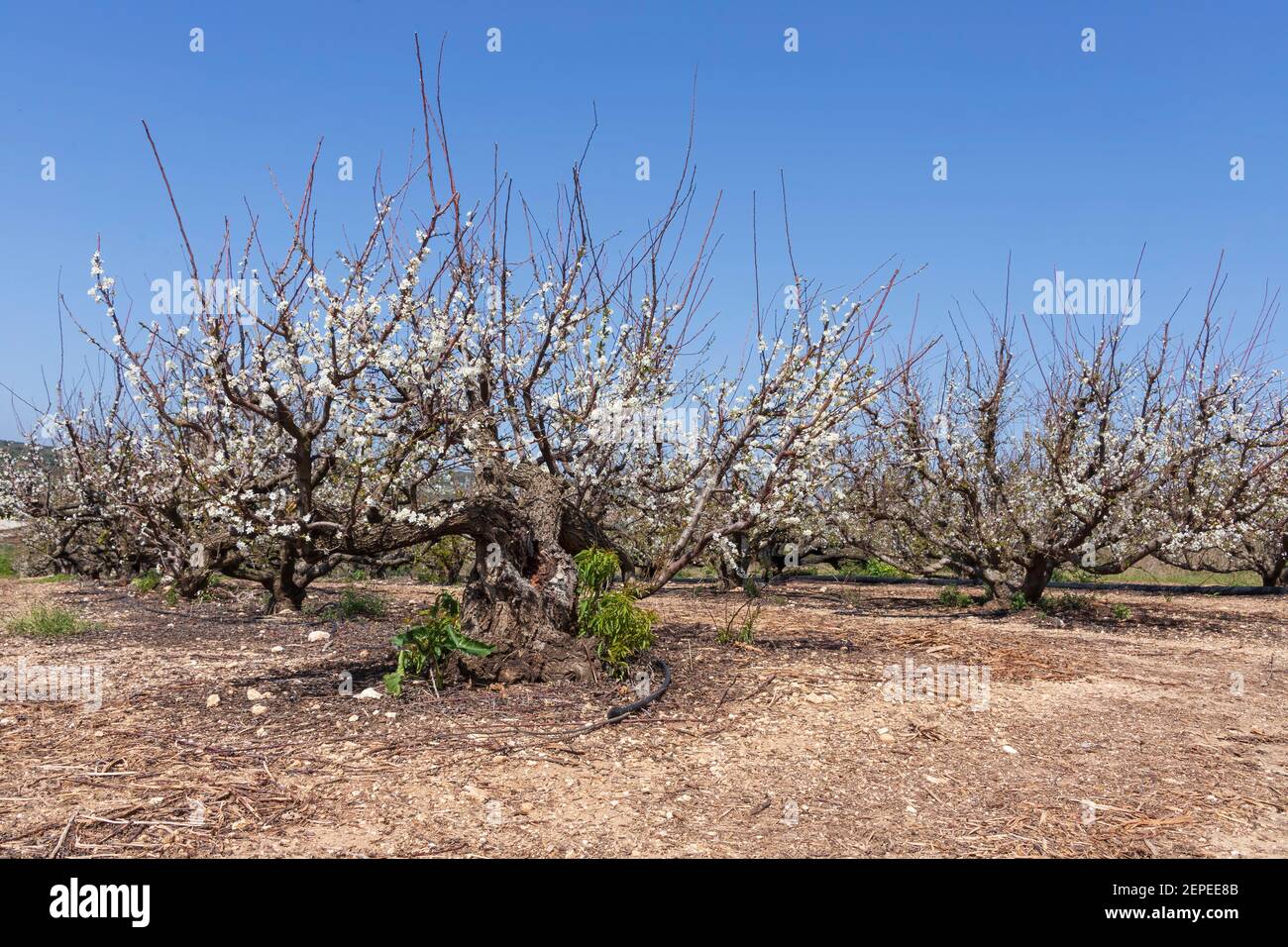 Community orchard spring hi-res stock photography and images - Alamy