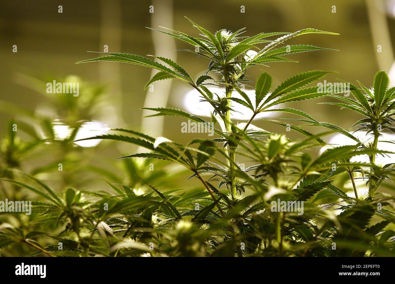 Marijuana plants grow in the flowering room at Illinois Grown Medicine, a medical marijuana