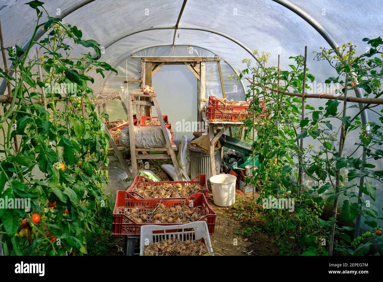 Inside a Polytunnel on an organic farm, tomato plants grow each side