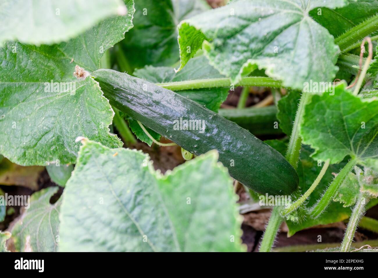 chinese cucumber slangen at garden bed. green and long vegetable cultivated at organic farm. agricultural concept Stock Photo