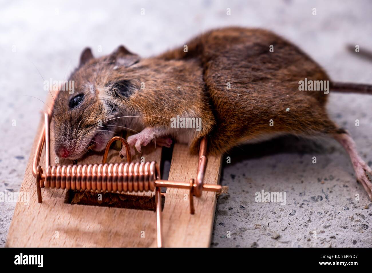 Mouse trapped in Mouse trap in the shed. Stock Photo