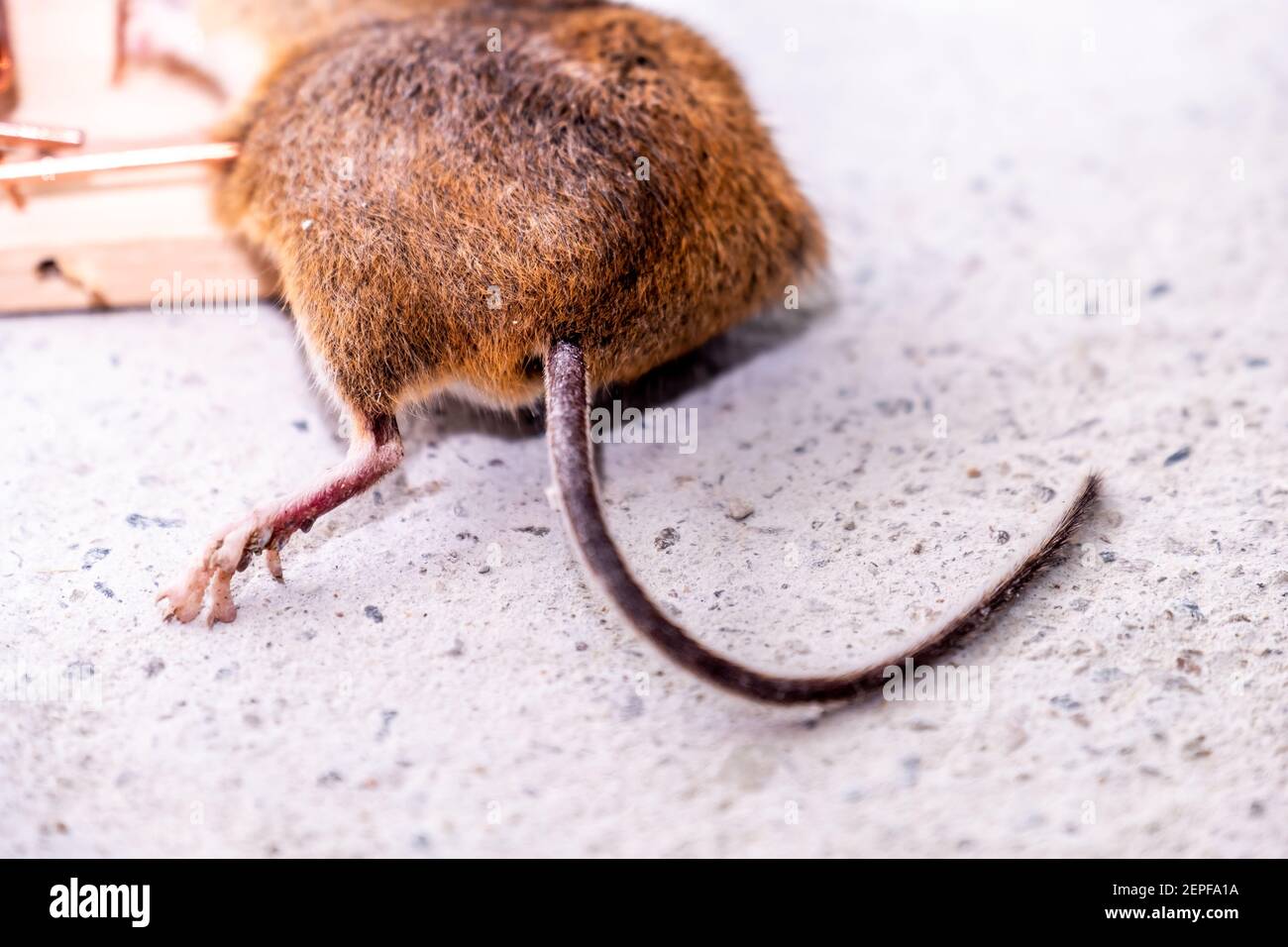 Rat caught in trap mouse hires stock photography and images Alamy