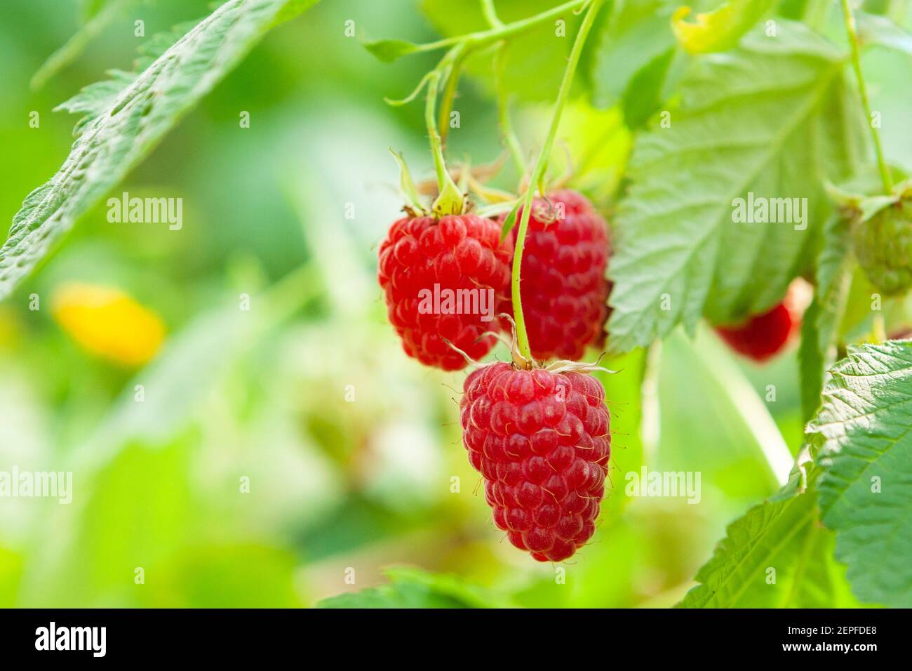 young sprouts of raspberries at garden. agricultural and healthy eating ...