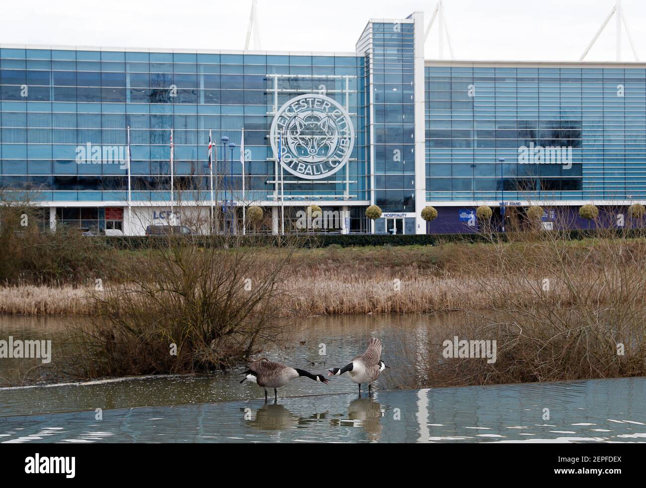 Leicester, Leicestershire, UK. 22nd February 2021. Geese squabble on the River Soar by the King Power Stadium, the home of Leicester City. Credit Darr Stock Photo