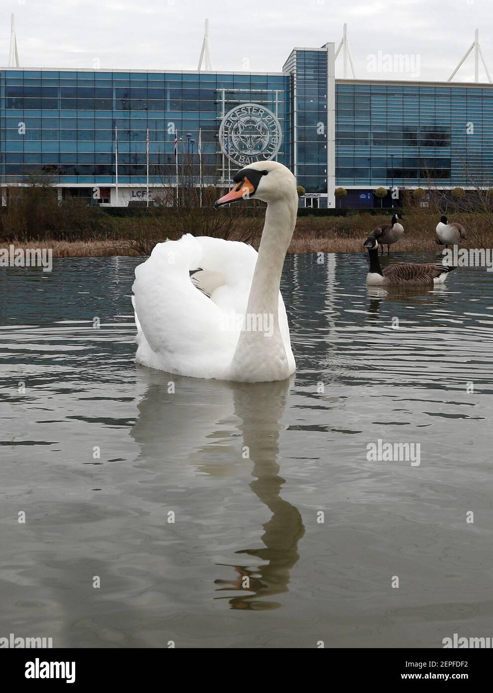 Leicester, Leicestershire, UK. 22nd February 2021. A swan swims on the River Soar by the King Power Stadium, the home of Leicester City. Credit Darren Stock Photo