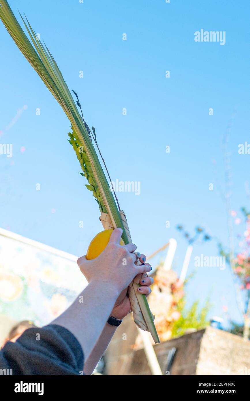 Close-up of hands of a worshiper performing the ritual of shaking the lulav and etrog, traditionally performed during the Jewish holiday of Sukkot, Lafayette, California, October 20, 2019. Courtesy TH Productions. (Photo