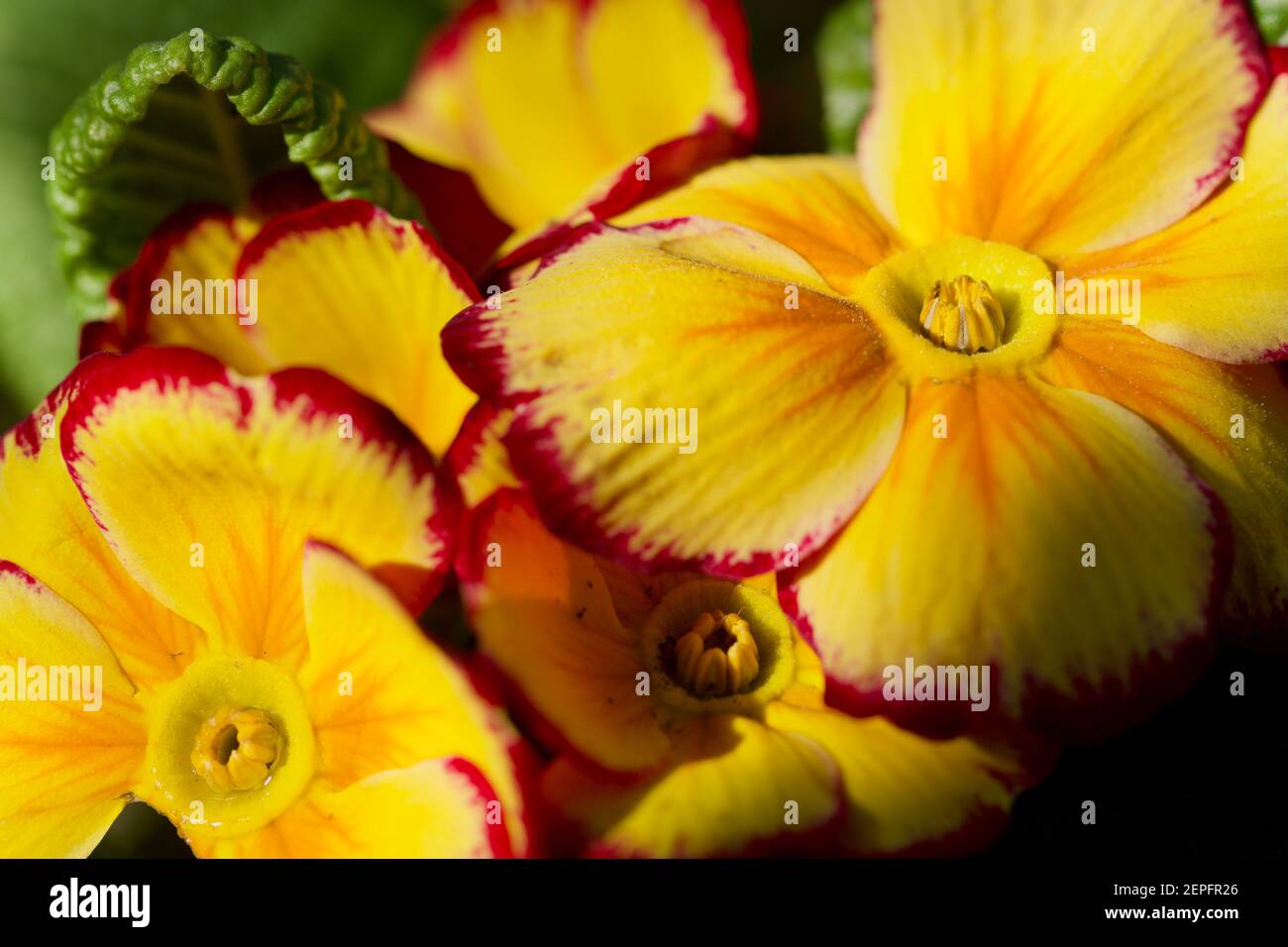 Primrose 'Tequila Sunrise' Stock Photo Alamy