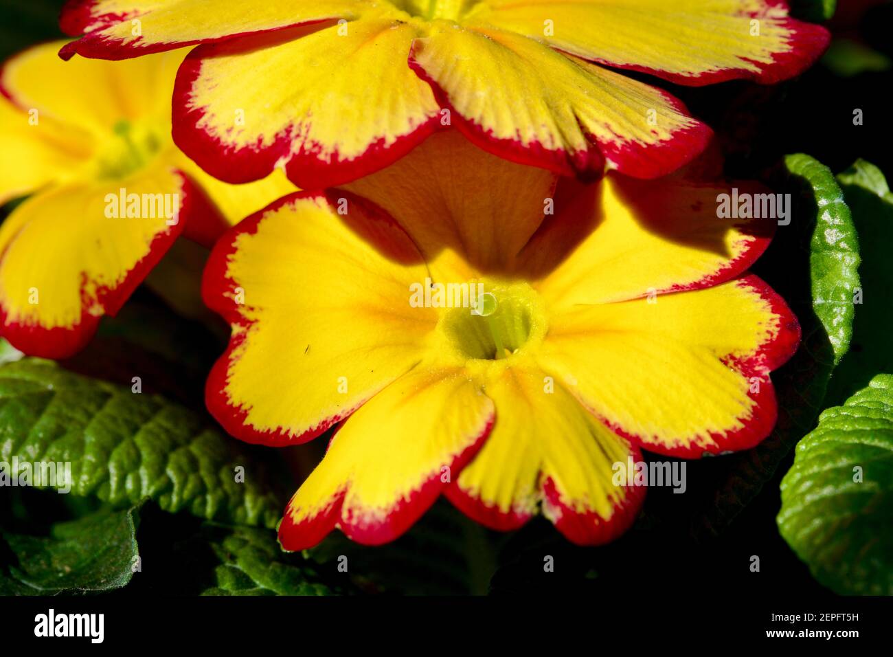 Primrose 'Tequila Sunrise' Stock Photo Alamy