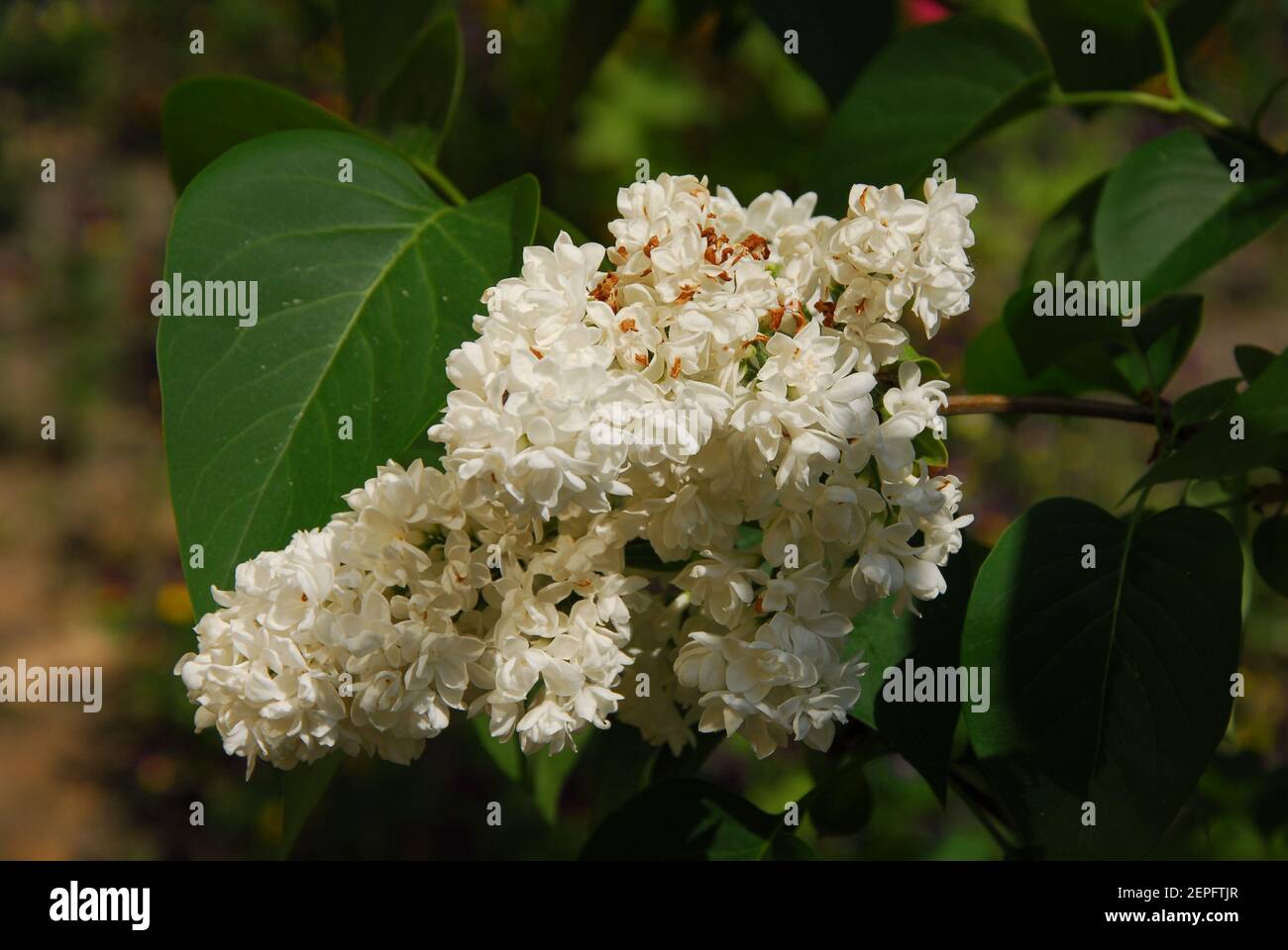 White lilac, syringa vulgaris, bush white lilac Stock Photo Alamy