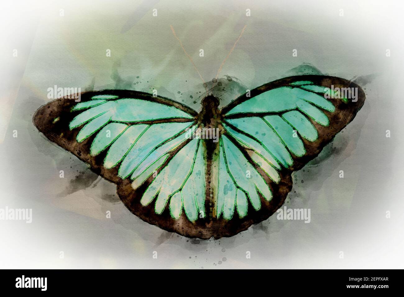 watercolor butterfly with its colorful turquoise and black Stock Photo