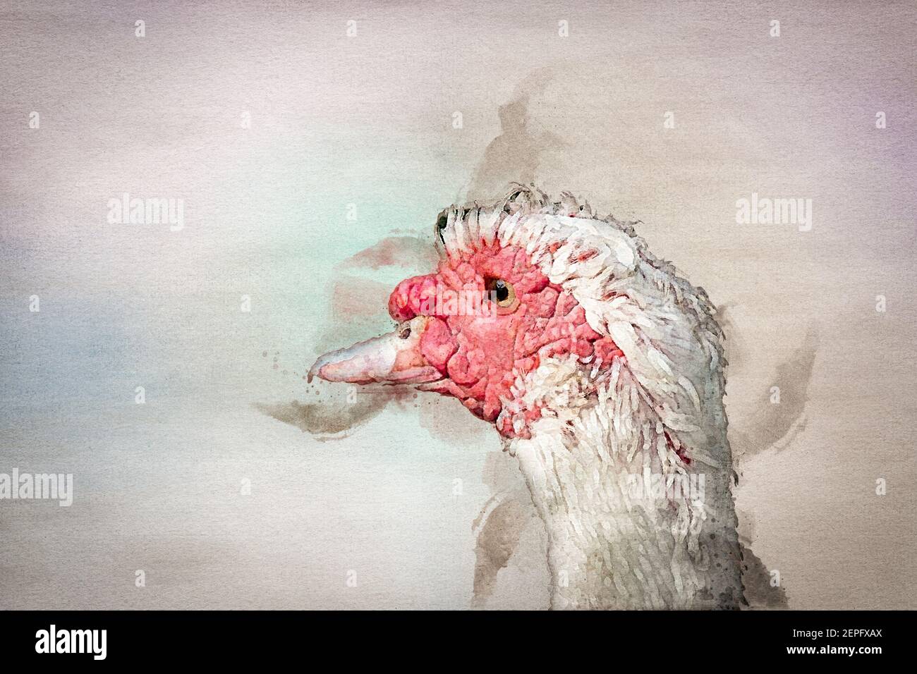 watercolor close-up of a muscovy duck's face. Aranjuez, Madrid. Spain Stock Photo
