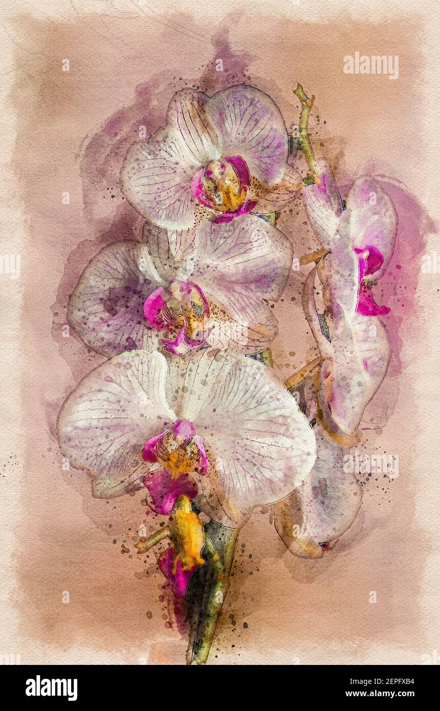 watercolor flower close-u of a pink orchid Stock Photo