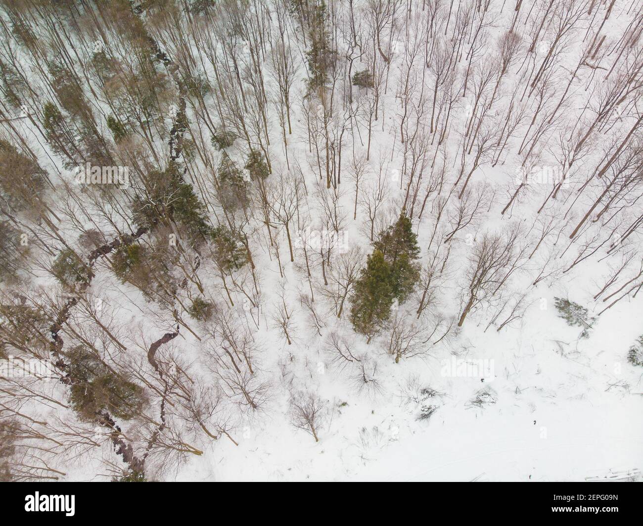 Eastern Hemlock High Resolution Stock Photography and Images Alamy