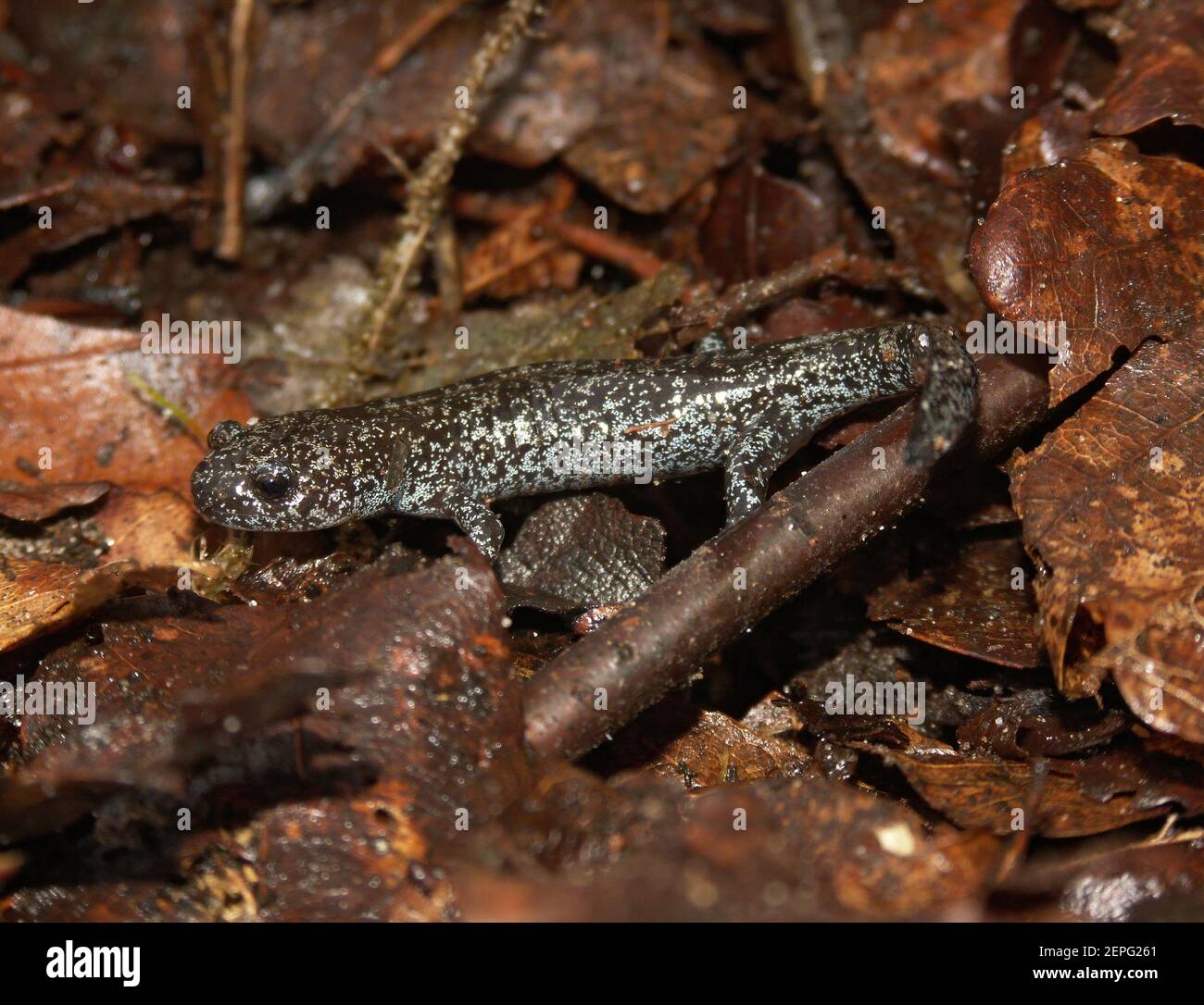 Closeup of a juvenile of the Tohoku salamander  , Hynobius lichenatus Stock Photo