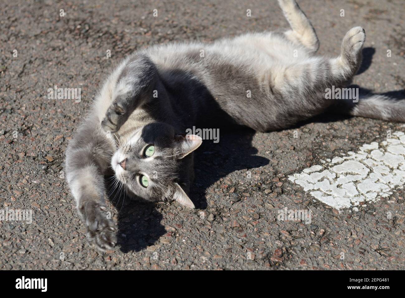 Gray cat lying down on the back on the sun in the street Stock Photo ...