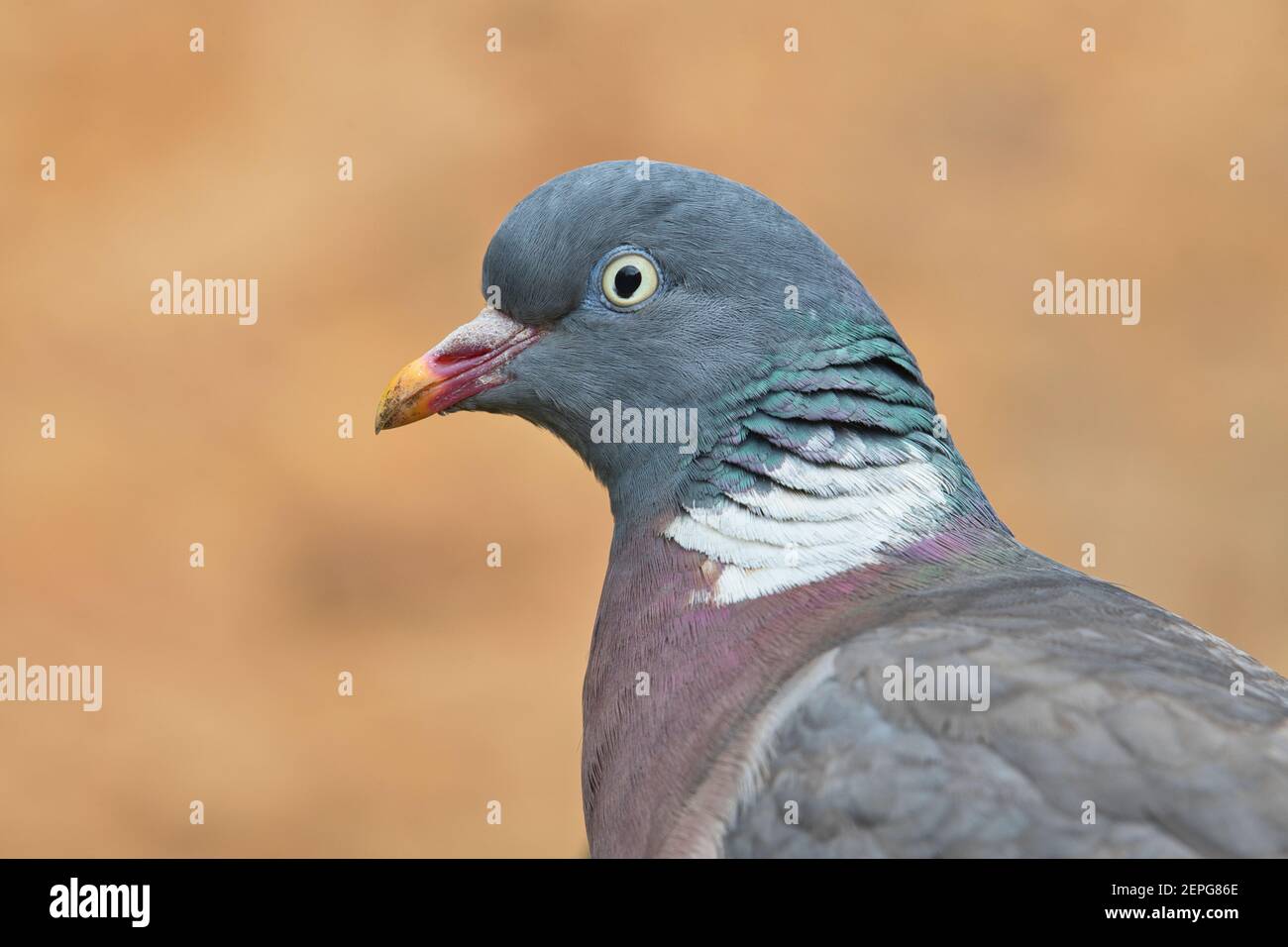Wood pigeon (Columba palumbus) portrait Stock Photo