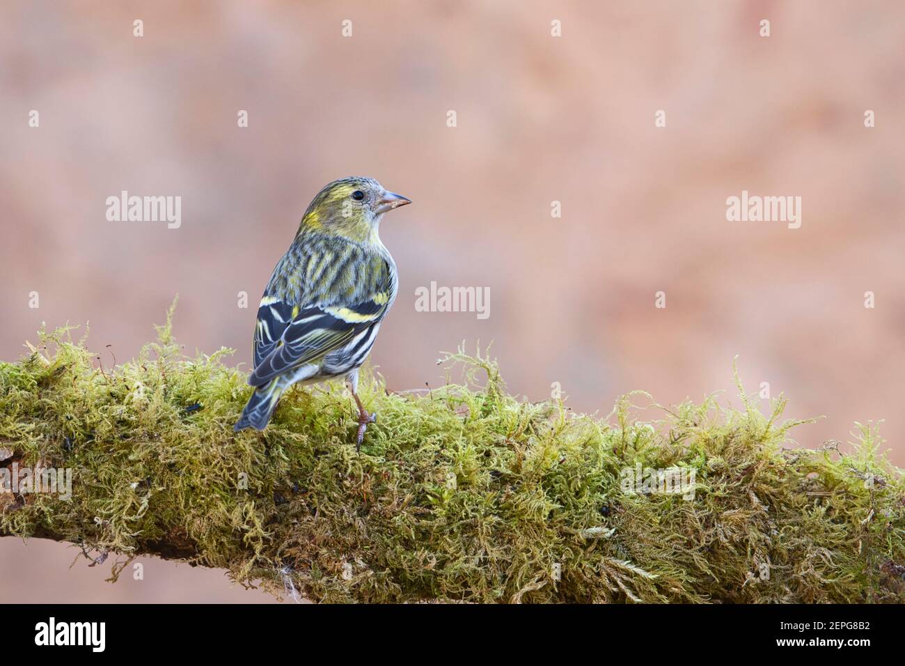 Female siskin (Carduelis spinus) perched on a mossy branch in a garden Stock Photo