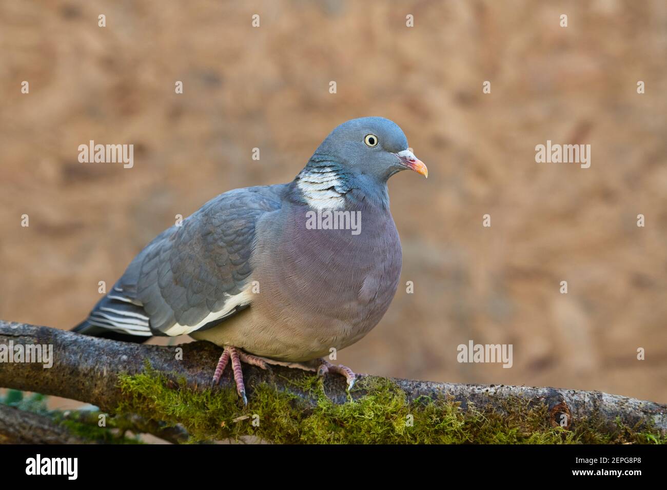 Wood pigeon (Columba palumbus) foraging in a garden Stock Photo