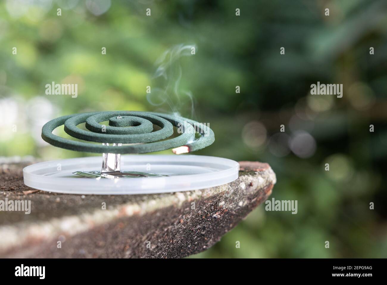 Closeup on traditional mosquito repellent coil emit smoke to repel mosquito outdoor Stock Photo