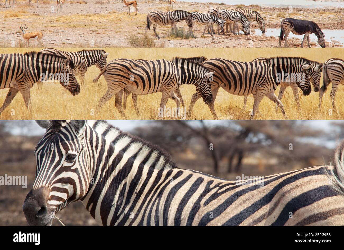 African wild animals safari collage hi-res stock photography and images ...