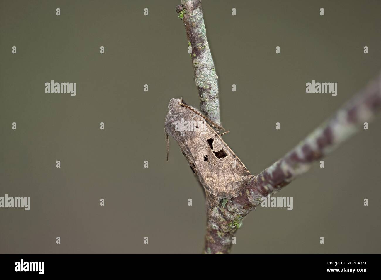 Hebrew Character (Orthosia gothica) Stock Photo