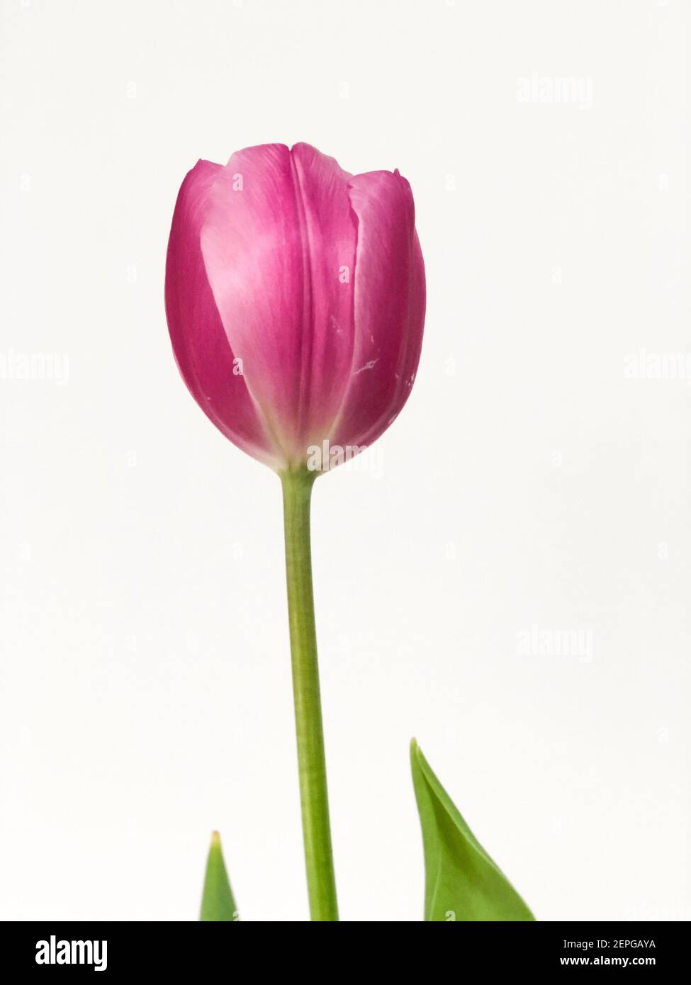 Close up fresh Tulip isolated on white background Stock Photo - Alamy