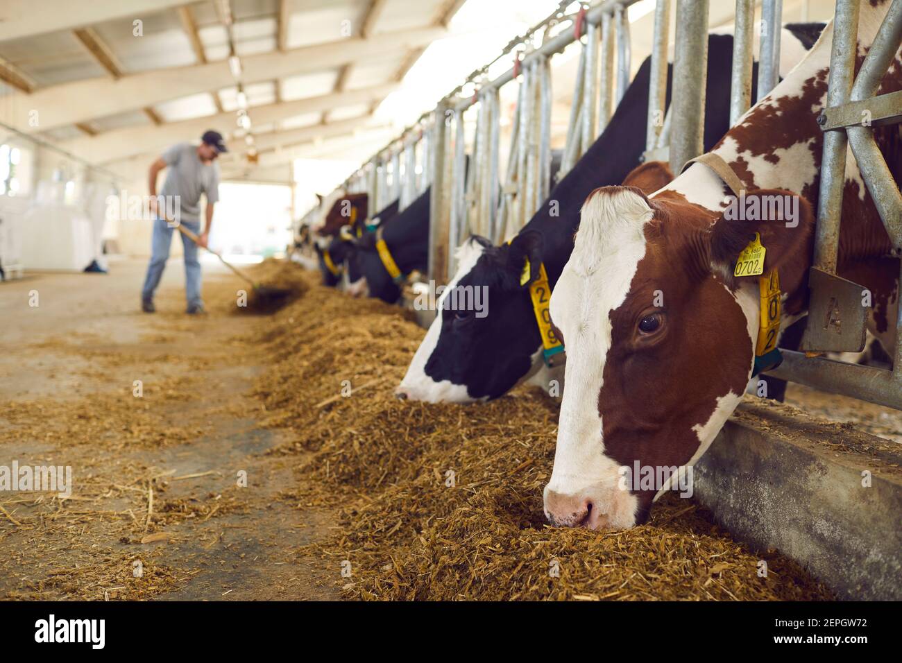 Herd of healthy dairy cows feeding in row of stables in feedlot barn on