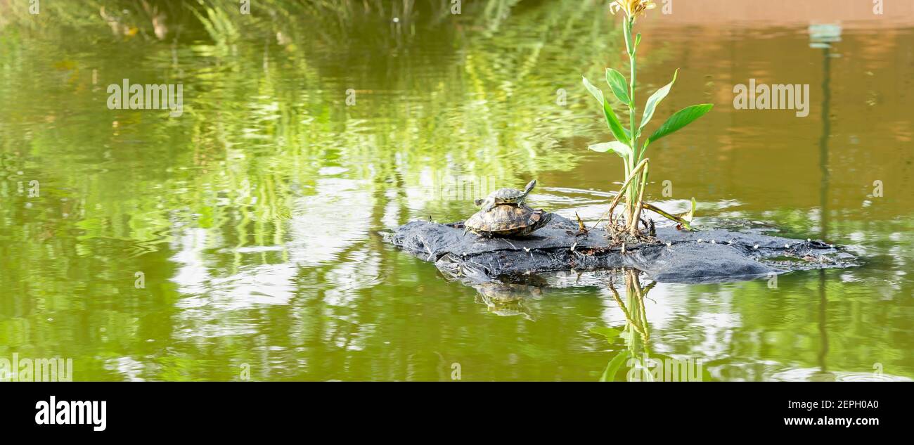 Baby turtle riding on mommy turtles back. Mother and child turtle. Baby turtle playing horseback