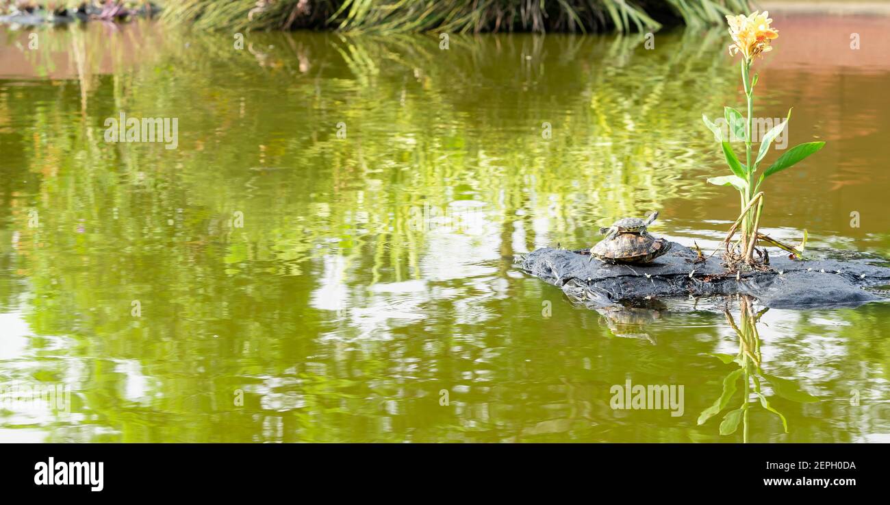 Baby turtle riding on mommy turtles back. Mother and child turtle. Baby turtle playing horseback
