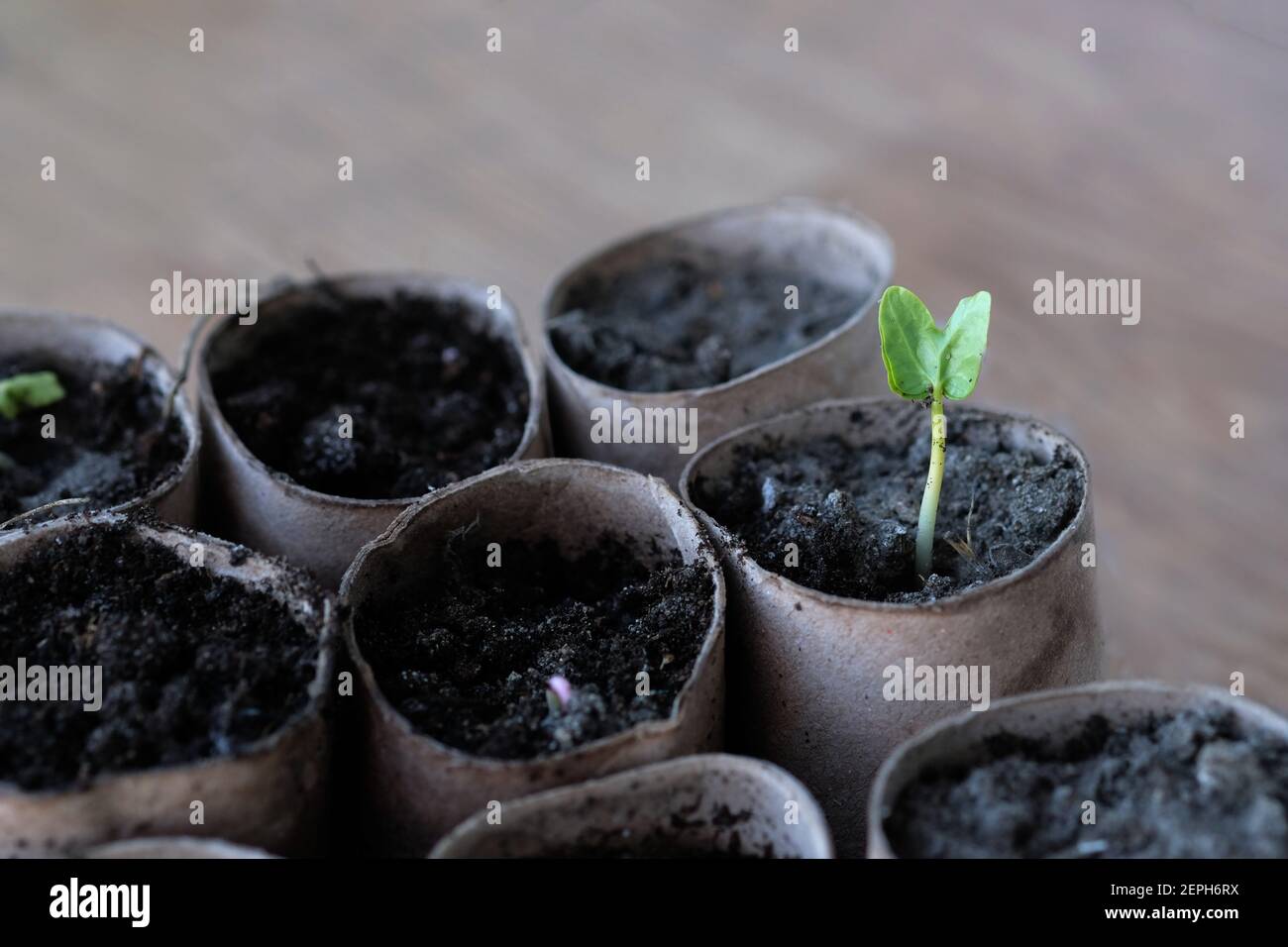 Sprouted seedlings hi-res stock photography and images - Alamy