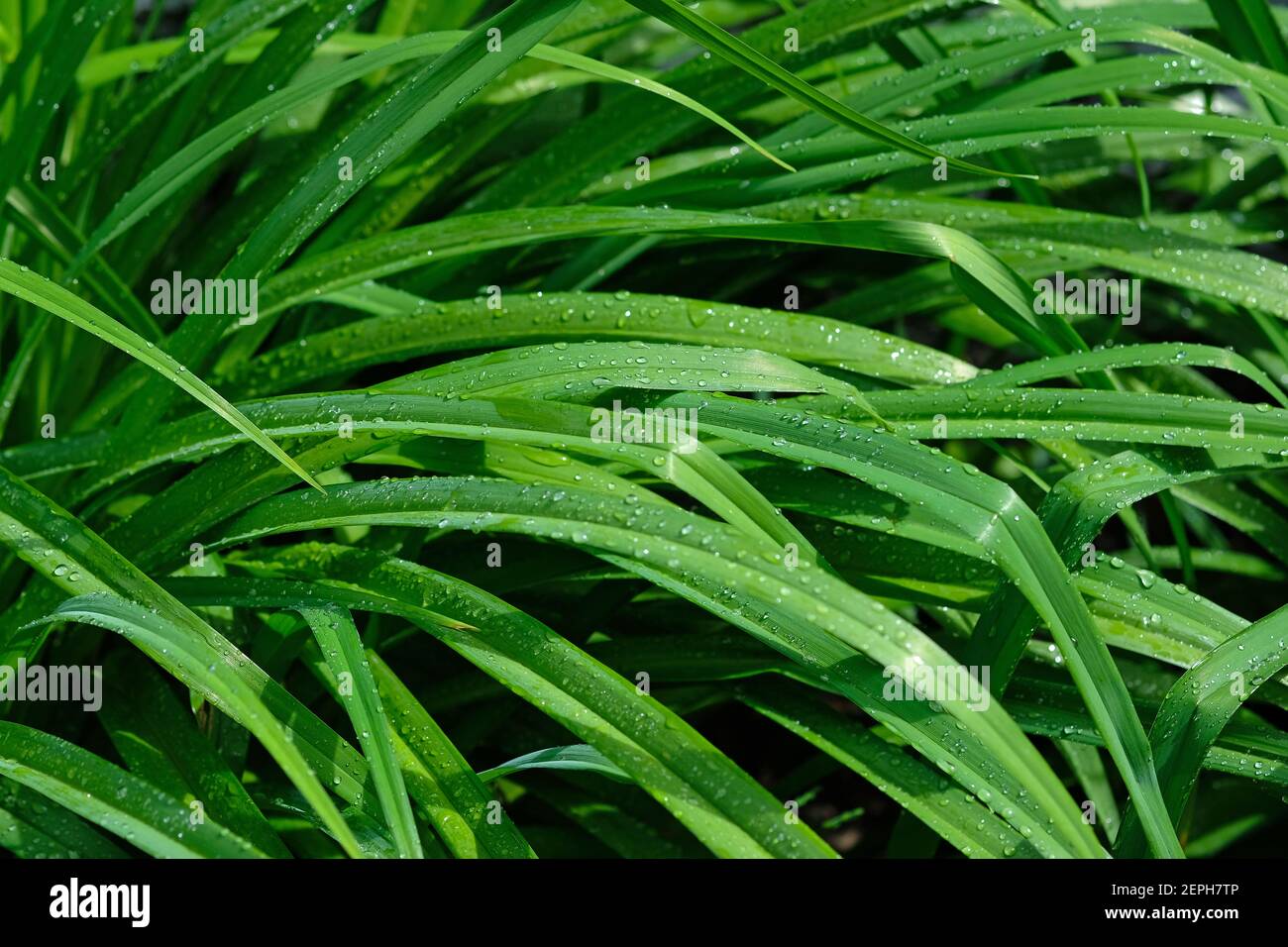Lily leaves background. Green leaves with water droplets shimmering in the sun. elongated leaves, bush in the garden. Green day lily bush without flow Stock Photo
