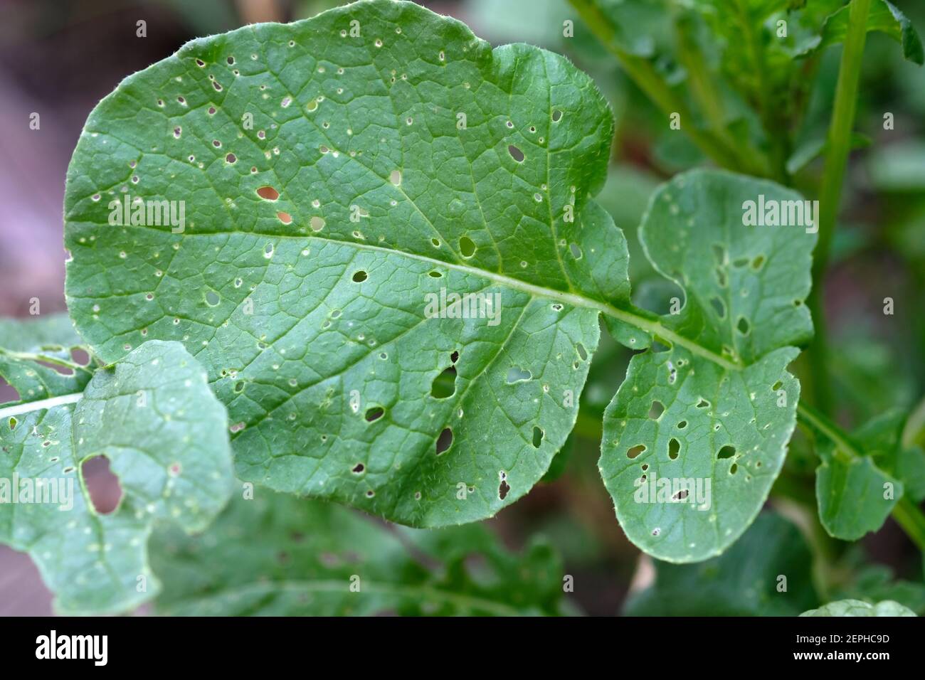 Holes in radishes hires stock photography and images Alamy