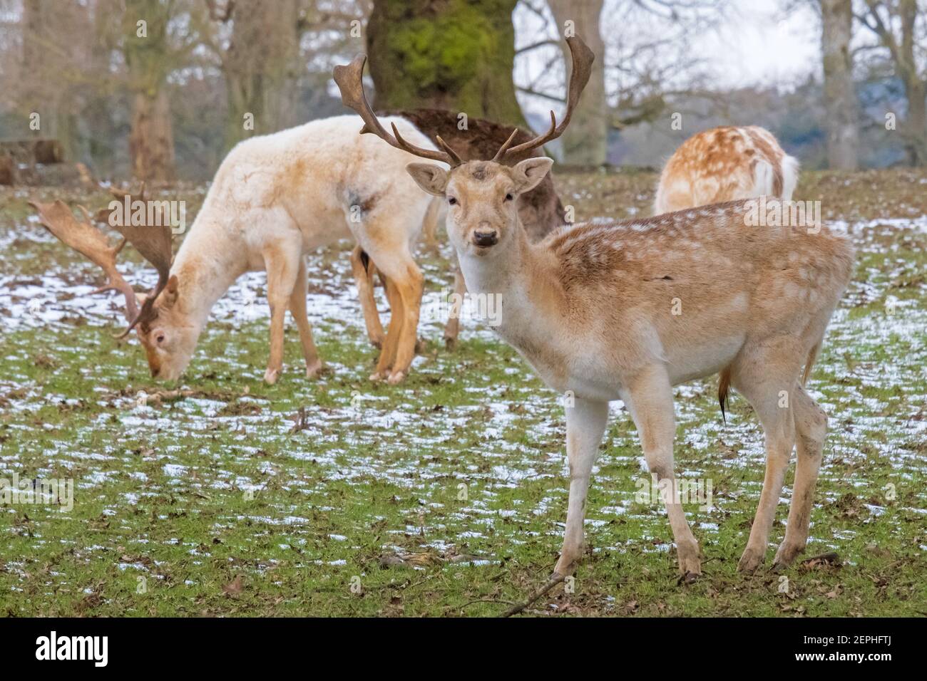Fallow Deer Stags: Being watched! Alert fallow deer keeping an eye out while feeding on cold snowy, English winter's day. Woburn, England. Stock Photo