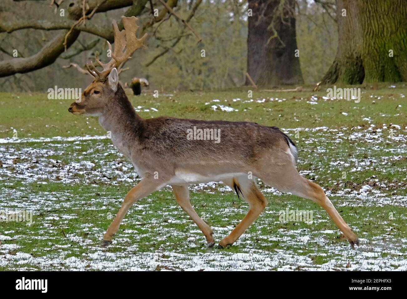 Fallow Deer Stag: Trot on! Fallow deer in search of food and friends on a cold snowy, English winter's day.  Woburn, England. Stock Photo