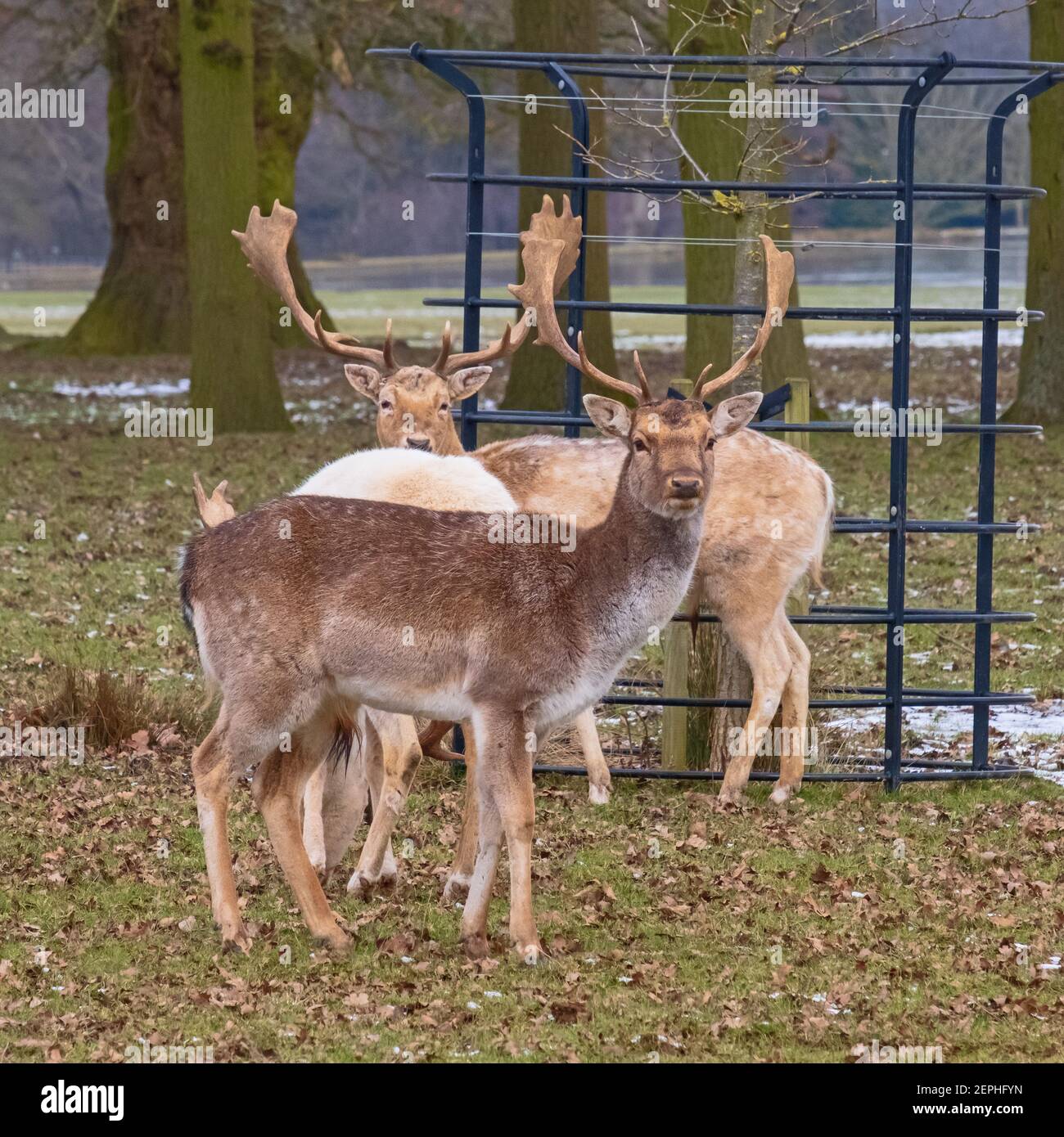 Fallow Deer Stags: Being watched! Alert fallow deer keeping an eye out while feeding on cold snowy, English winter's day. Woburn, England. Stock Photo