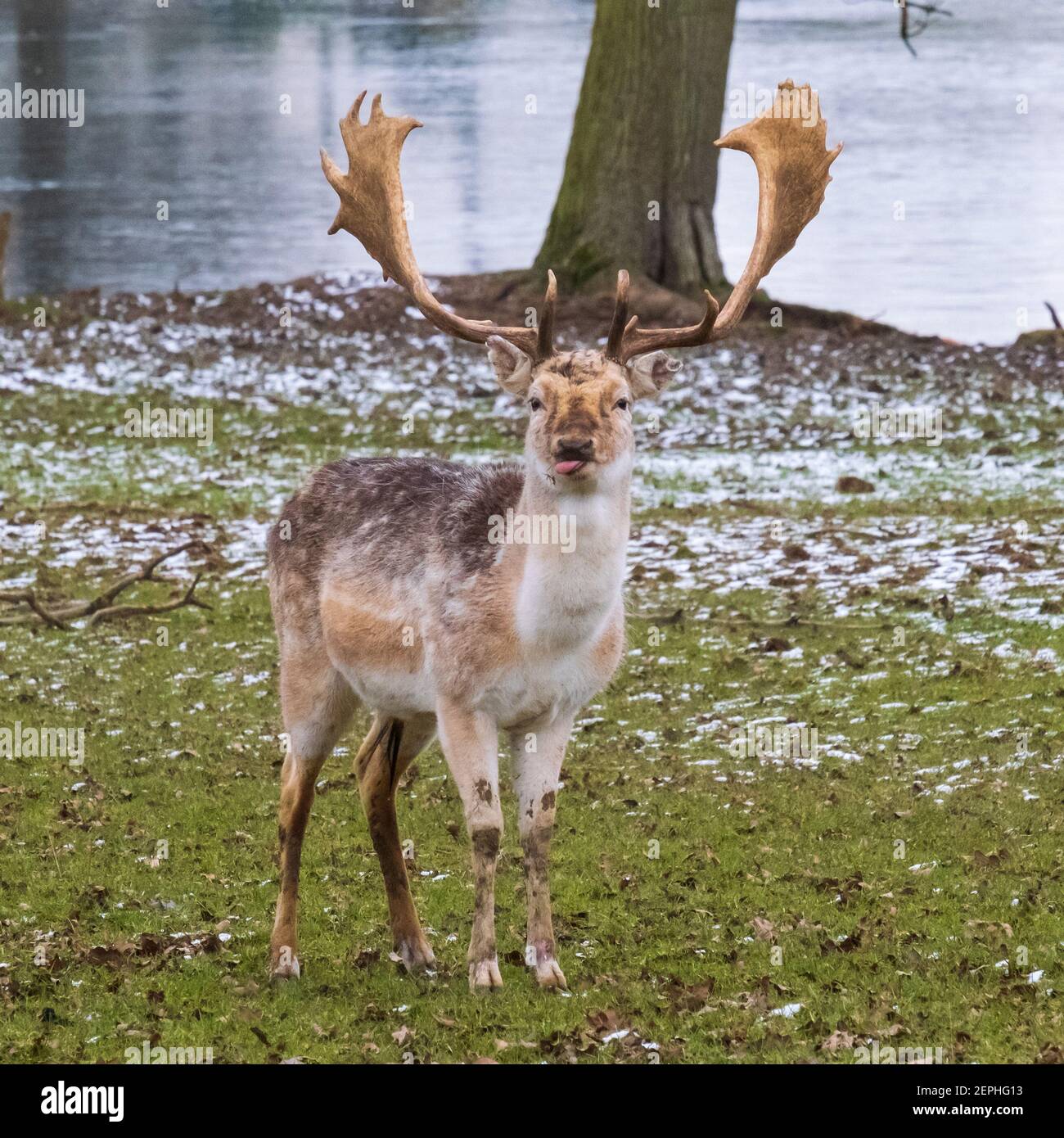 Fallow Deer Stag: Being watched! Fallow deer stag on lookout duty on a cold, snowy, English winter's day.  Woburn, England. Stock Photo