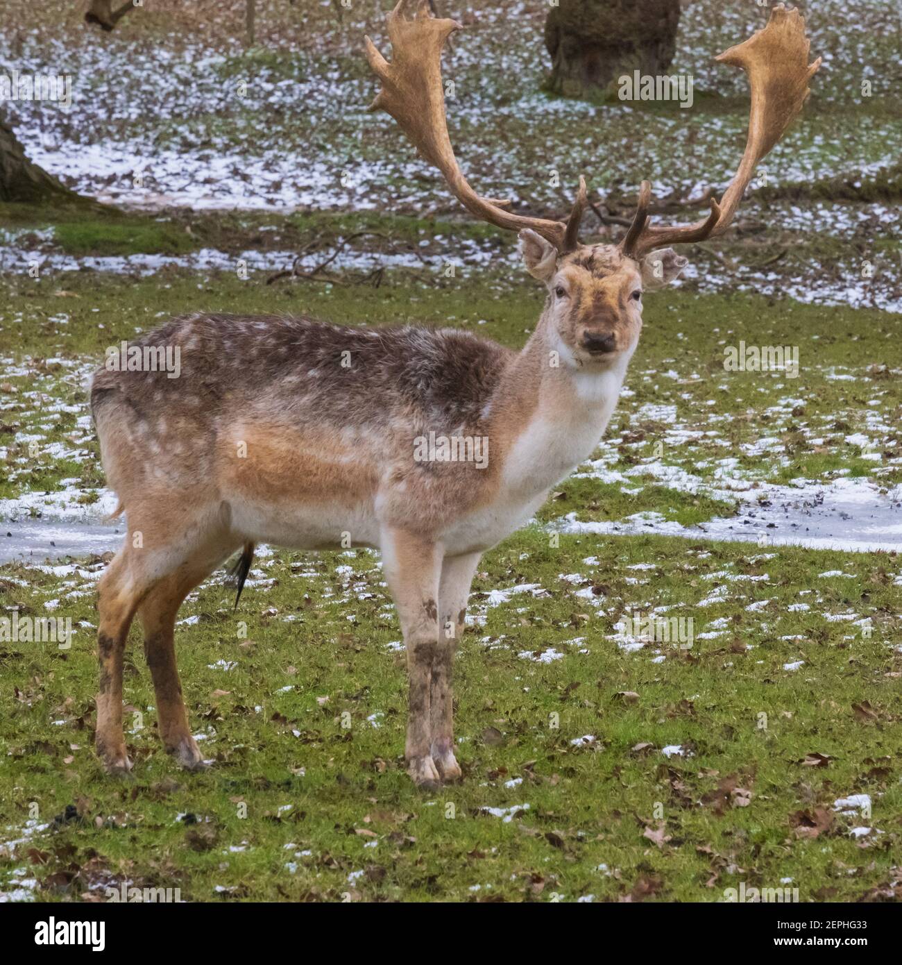 Fallow Deer Stag: Being watched! Fallow deer stag on lookout duty on a cold, snowy, English winter's day.  Woburn, England. Stock Photo