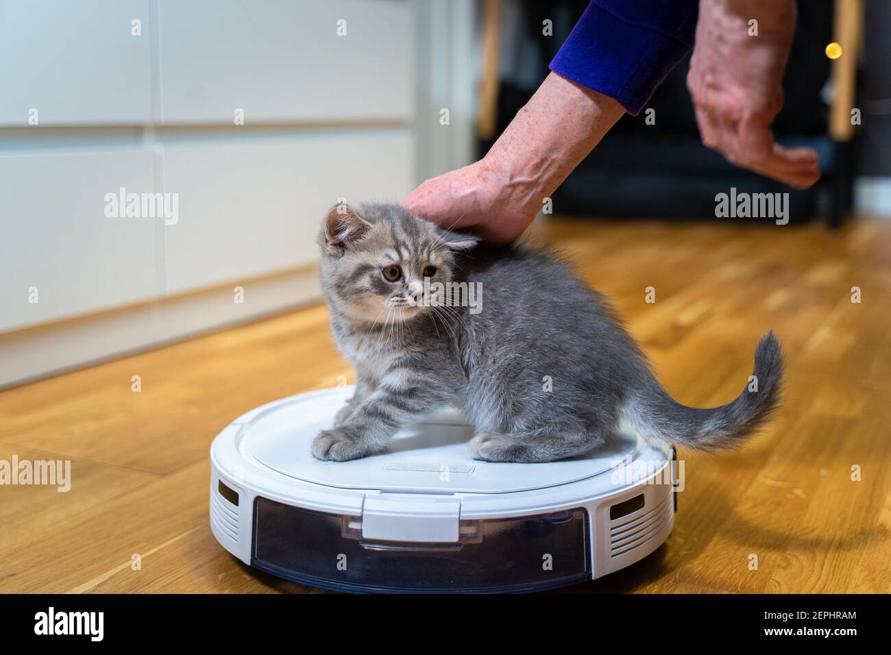 Pet and housework, smart technology. Robot vacuum cleaner and small playing  gray tabby Scottish Straight kitten at home. Cat kid and robotic vacuum  Stock Photo - Alamy