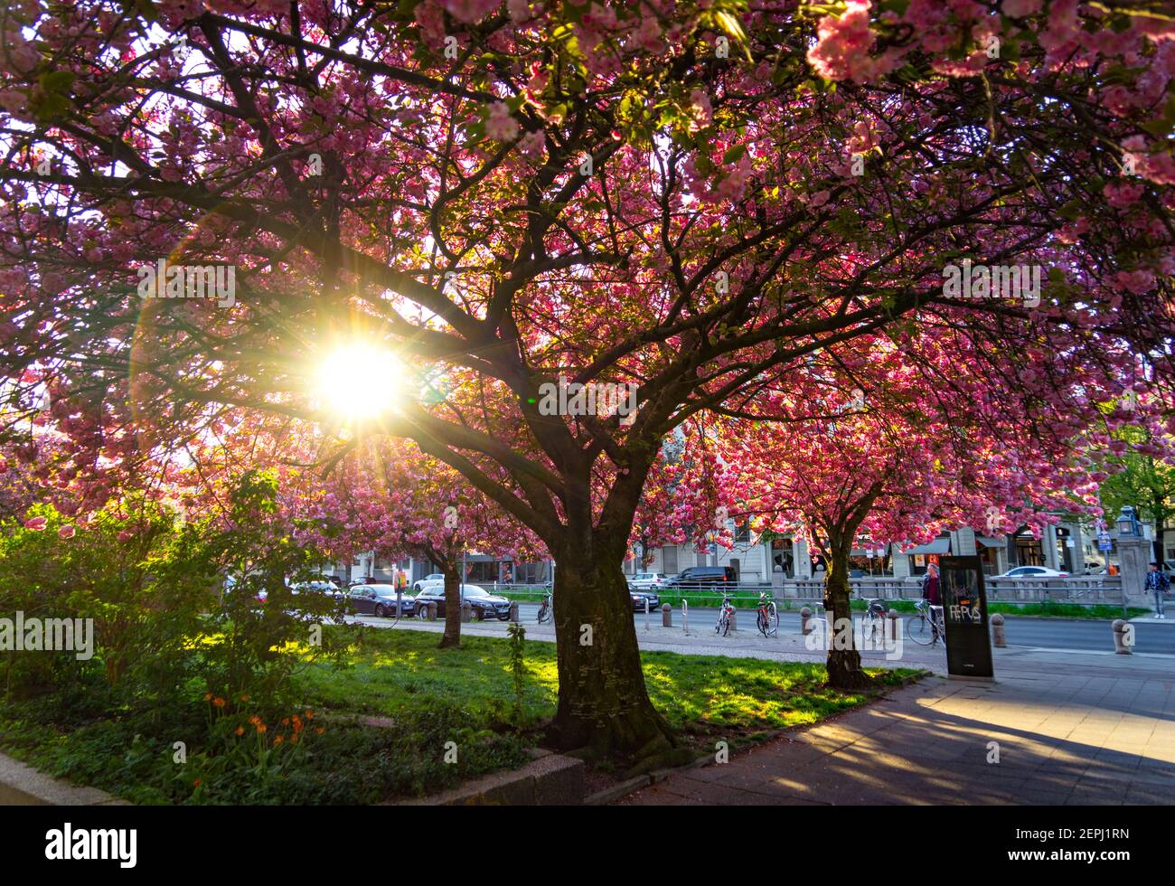 Blühender Kirschbaum im Abendlicht Stock Photo